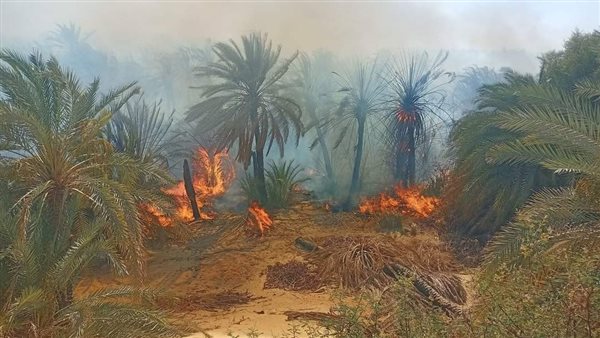 حريق مزارع نخيل عين