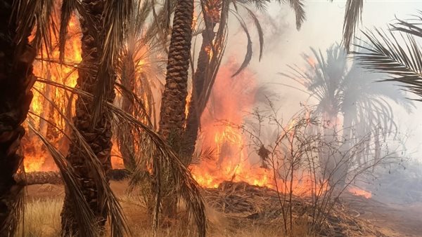 حريق الوادي الجديد