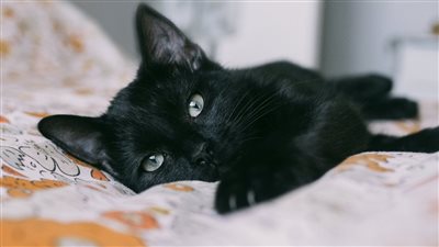 تفسير حلم القط الأسود.. يدل على أنك مسحور في حالة واحدة