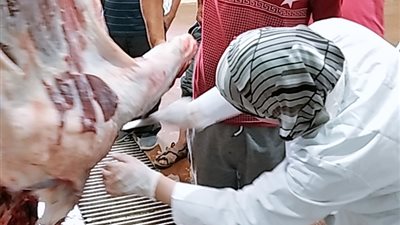 الطب البيطرى بجنوب سيناء.. فتح المجازر بالمجان للمواطنين خلال العيد وغرامة مشددة للذبح خارج المحازر