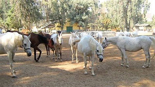 مزرعة خيول - أرشيفية