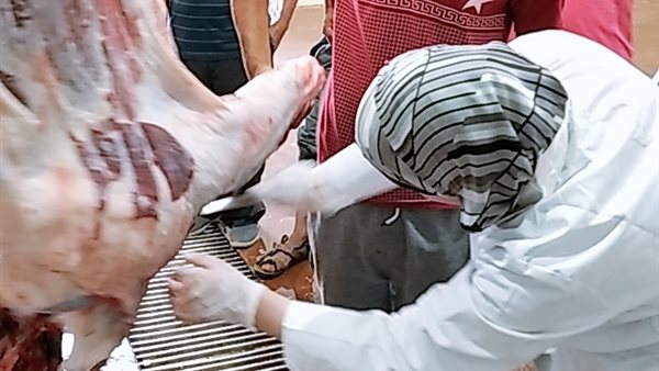 مديرة الطب البيطرى