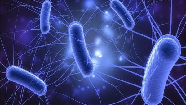 بكتيريا الاشريكية