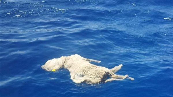 الخراف النافقة بمنطقة