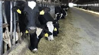  شروط شراء الأضحية وحكم التشارك فيها.. أزهري يكشف