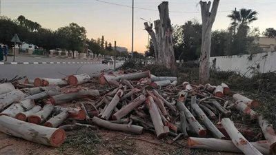 تشويه المناظر الطبيعية وتأثير على الرفاهية النفسية للمواطنين.. تحرك برلماني بسبب قطع الأشجار 