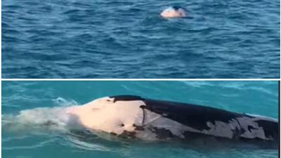 أول رد من مدير البيئة بمطروح على ظهور حوت الساحل الشمالي