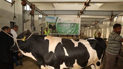 أسعار عجل الأضحية 2024 قبل يومين من العيد