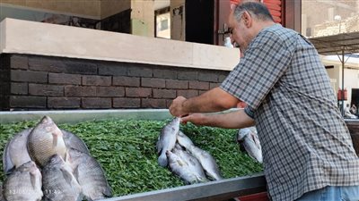 تحرك من الطب البيطري والصحة بعد بلاغات بالاشتباه بتسمم مواطنين بسبب سمكة الأرنب بقنا