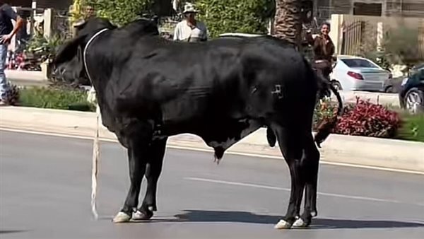 عجل يهرب في شارع