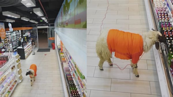خروف يقتحم أحد المتاجر