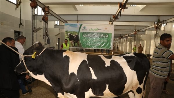 أسعار عجل الأضحية