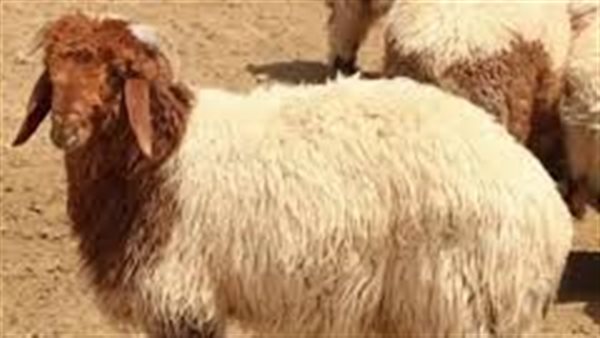  مواصفات خروف الأضحية