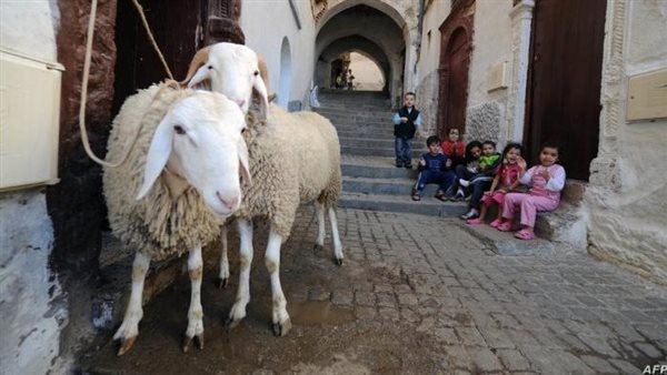 شروط الأضحية والمضحي