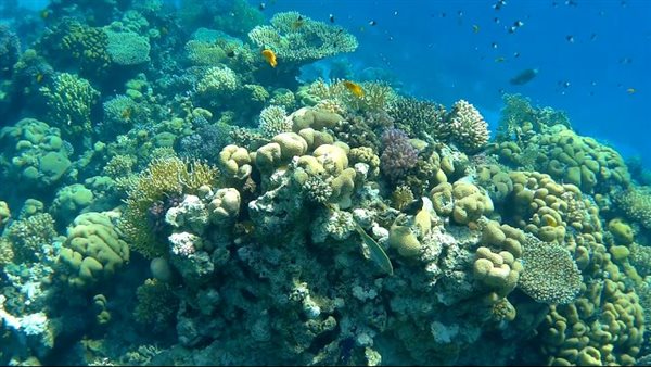 محميات جنوب سيناء