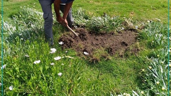 زراعة الشجر 