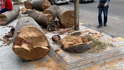 أول تعليق من محافظة الإسكندرية على قطع الأشجار في حي شرق