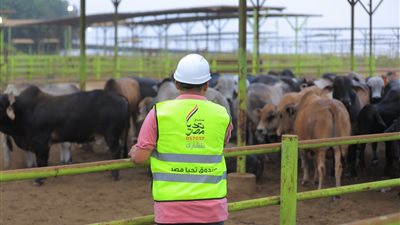 لأكثر من 350 ألف مواطن.. تحيا مصر يطلق مبادرة أضاحي لتوزيع اللحوم على الأسر الأولى بالرعاية