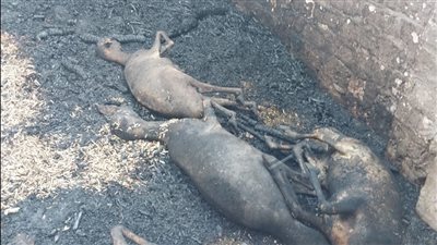 نفوق 10 رؤوس ماشية في اندلاع حريق بحظرتين مواشي بأسيوط