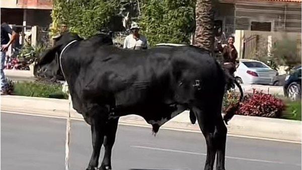 العجول الهاربة