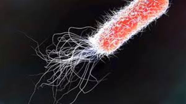 الإشريكية القولونية