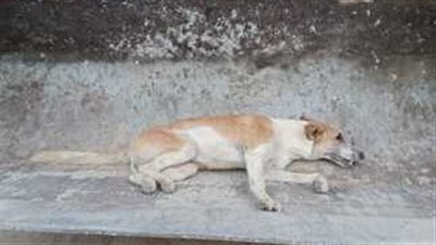 ضربه بالحجر.. القبض على المتهم بالتخلص من كلب في المرج