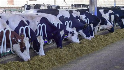 نقيب الفلاحين: ارتفاع كيلو اللحوم الحية لـ 155 جنيهًا بسبب عيد الأضحى 