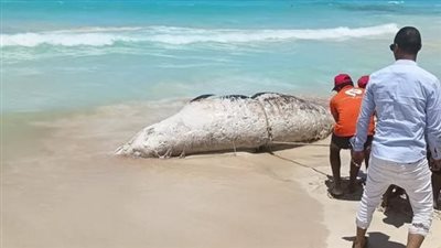 البيئة توضح تفاصيل العثور على حوت نافق بأحد شواطئ الساحل الشمالي| بث مباشر