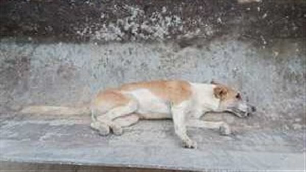 كلب - تعبيرية