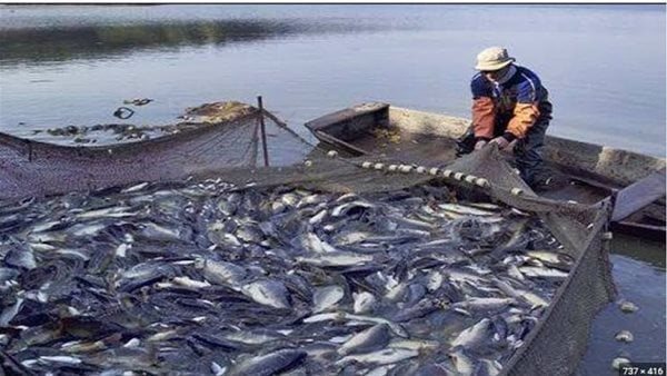 مزرعة سمكية