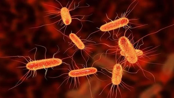 البكتيريا الإشريكية