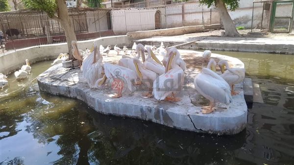 مدير حديقة الحيوان