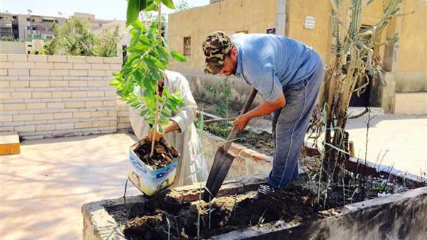 زراعة الأشجار في