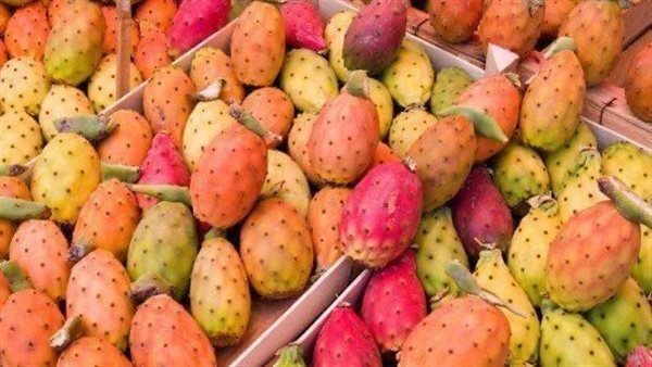 التين الشوكي