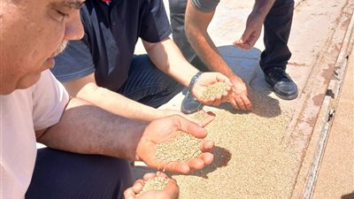 الزراعة تطمئن المواطنين: شحنة القمح الجديدة خالية من الآفات