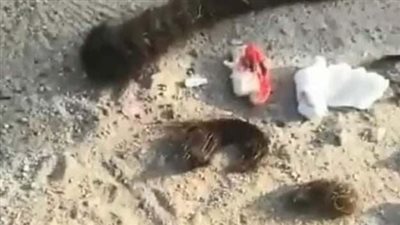 حجاج يضعون السحر على جبل الرحمة في عرفات.. وعلماء: الحج غير مقبول 