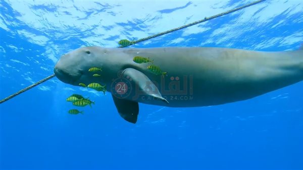 ظهور عروس البحر بمرسى