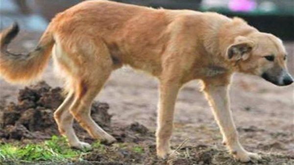 كلب- أرشيفية 