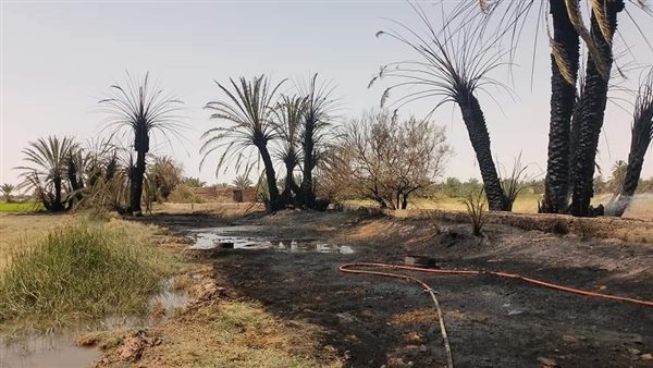 حريق مزرعة نخيل بالوادي