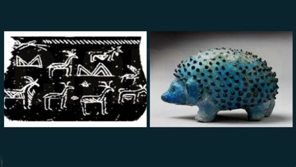  حيوان القنفذ 