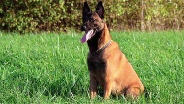 كلب - صورة أرشيفية