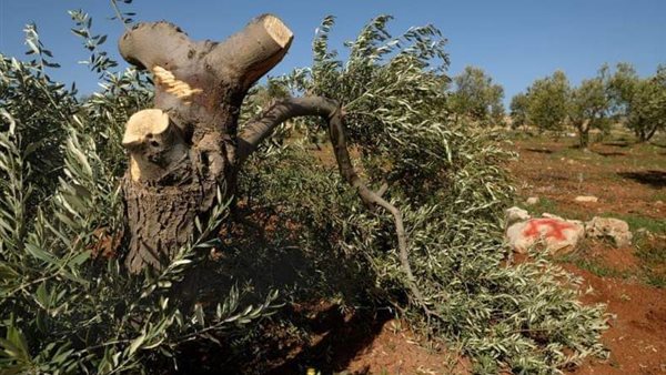 قطع أشجار الزيتون