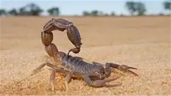 عقرب - أرشيفية 