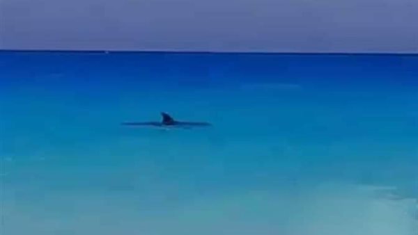 كائن بحري ضخم بالساحل