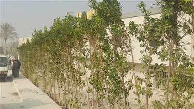 الزراعة: توريد 1.3 مليون شجرة لـ 7 محافظات ضمن المبادرة الرئاسية لزراعة 100 مليون شجرة