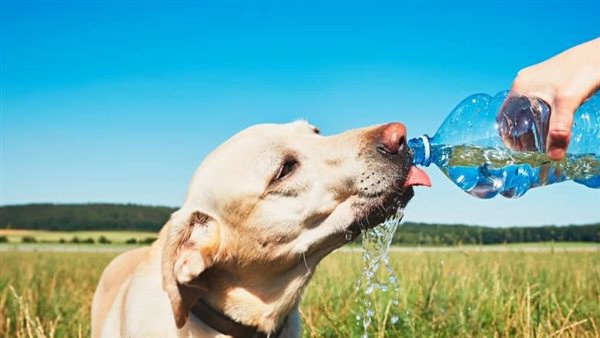  صورة تعبيرية 