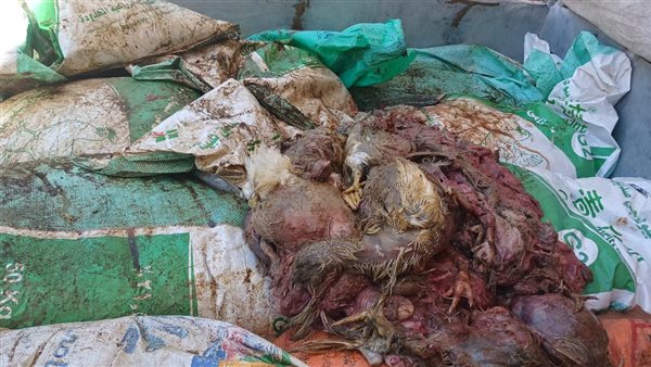 ضبط دواجن نافقة في