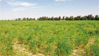 معلومات الوزراء عن مشروع توشكى: زراعة نصف مليون فدان قمح و1.6 مليون نخلة في 2024