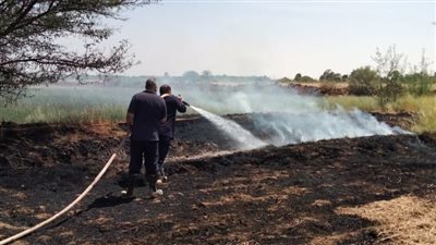 الحماية المدنية تسيطر على حريق مزرعة نخيل في الوادي الجديد| صور