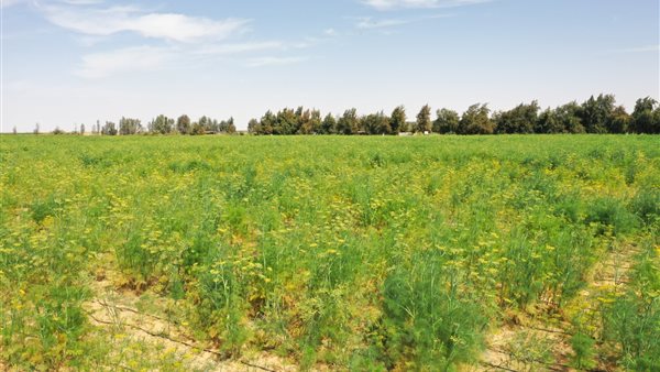 مشروع توشكى